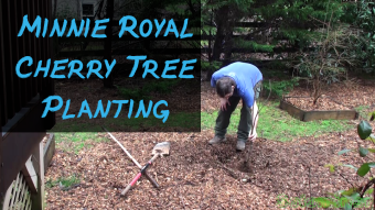 Planting a Minnie Royal Semi-dwarf Cherry tree