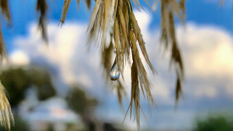 Sharing Content / Being rewarded - Here's a few images "after the rain"