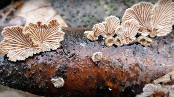 Schizophyllum commune - medicinal mushroom with anti-cancer properties