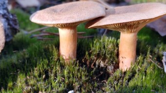 Fenugreek milkcap - a mushroom with the smell of soy sauce, lovage