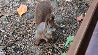 Thursday is autumn and just as beautiful, keep it up - My Actifit Report Card: November 13, 2025