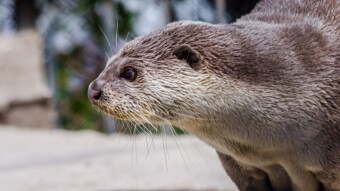 Mysterious Animals Living Among Us