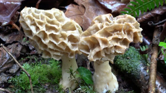 Mushrooms desirable in every good restaurant - Morels in different varieties