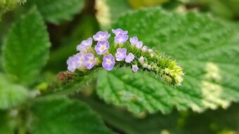 Videography of the flowers and bee.