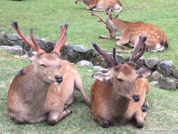 The Sacred Deer of Nara Park