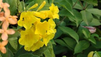 Flower photography