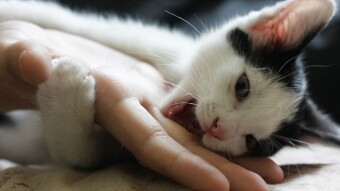 Why Do Cats Bite And How To Prevent It
