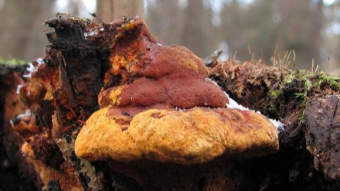 Mushrooms occurring in Europe - Gloeophyllum odoratum