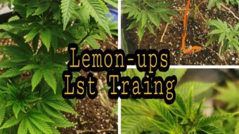 lemon-ups-low-stress-training-week-1-update