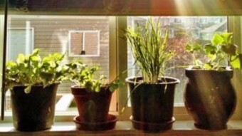 5 Vegetables To Grow Indoors During The Winter