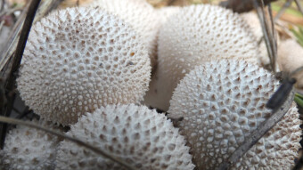 Mushrooms occurring in Europe - Lycoperdon perlatum