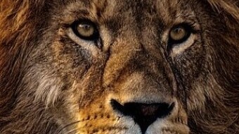 When Sleeping Lions Woke