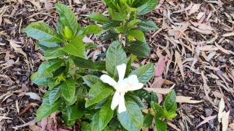 New Blooms and Neighbourhood Thugs
