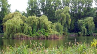 Evening rain and sudden cooling - My Actifit Report Card: August 3 2024