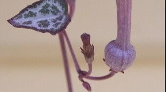 Do you know the Tangled Hearts ! ( Ceropegia woodii )
