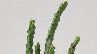 Echinocereus pentalophus