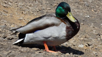 A mallard with a split brain
