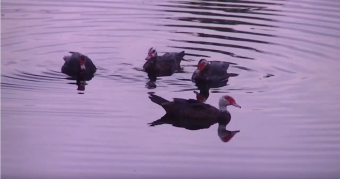 Ducks' fight for the right of breeding