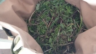 Our Vegetable Plots #13