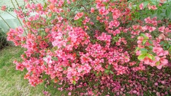 Beautiful bougainvillea / hermosas bugambilias