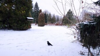 First day of the New Year - no surprises - My Actifit Report Card: January 1, 2026