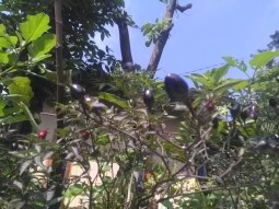 Black Chilli