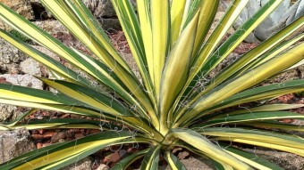 3 Hard To Kill Plants