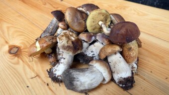 18 Mushrooms in 11k Steps, Nothing Special, But It Was Awesome... - My Actifit Report Card: September 29, 2024