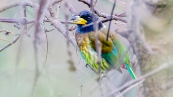 Great Barbet (Elusive Bird)
