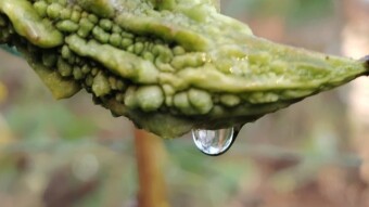 WATER DROPS Photography.