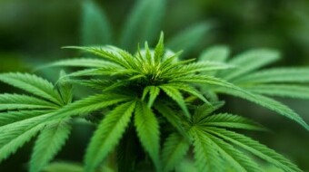 Different Types of Cannabinoids and their Potential Benefits