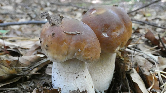 Mushrooms occurring in Europe - Boletus Edulis
