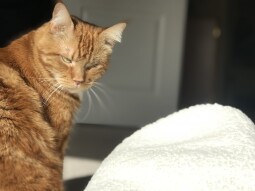Sunday Fund-... More like Sunday Lazyday for the Cats!