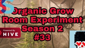 Organic Grow Room Living Soil Experiment Season 2 #33 - Black Sugar