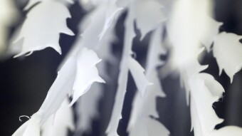 Succulents by sunny windows - Infrared Macro Photography