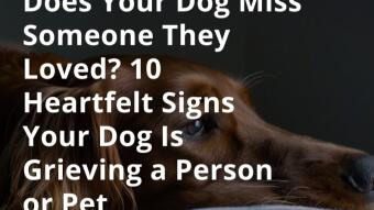 Does Your Dog Miss Someone They Loved? 10 Heartfelt Signs Your Dog Is Grieving a Person or Pet