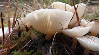 Back to Jurassic trails and autumn mushrooms - Leucocybe candicans and other species of mushrooms