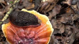 Reishi mushroom - even a snail knows about the health properties of this mushroom