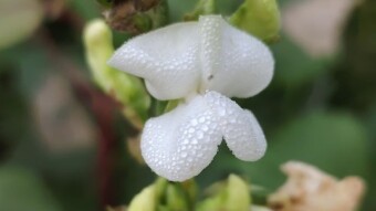 WATER DROPS Photography