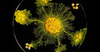 (IJCH) Municipal Transit: 4 Years and $40 Mln AI or 24-48 Hours and the cost of Growing Fungi?