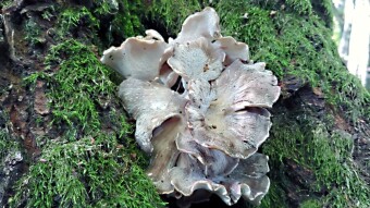 Unusual edible mushrooms- Grifola frondosa (Żagwica listkowata)