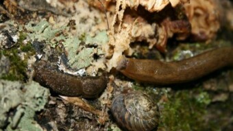 Fungi Friday - I Raced a Snail ...and Lost