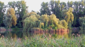 A little in the park, a little around the pond - My Actifit Report Card: July 26 2024