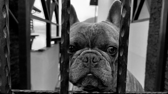 Fenced Out