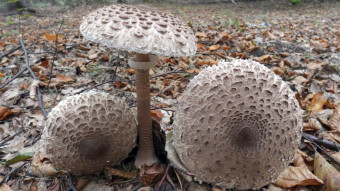 Macrolepiota procera - a tasty edible mushroom