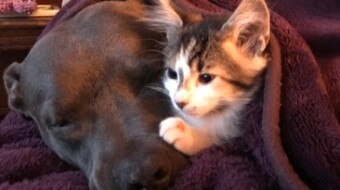 Cute and funny animal videos
