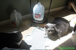 Cats sharing catnip covered mats