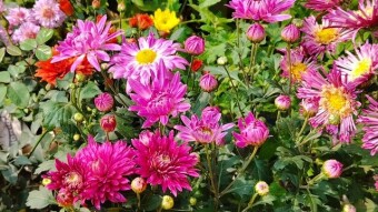 Some flower videography.