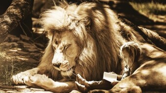Analyze a True Story, Don't Just Celebrate It