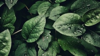 Green Week